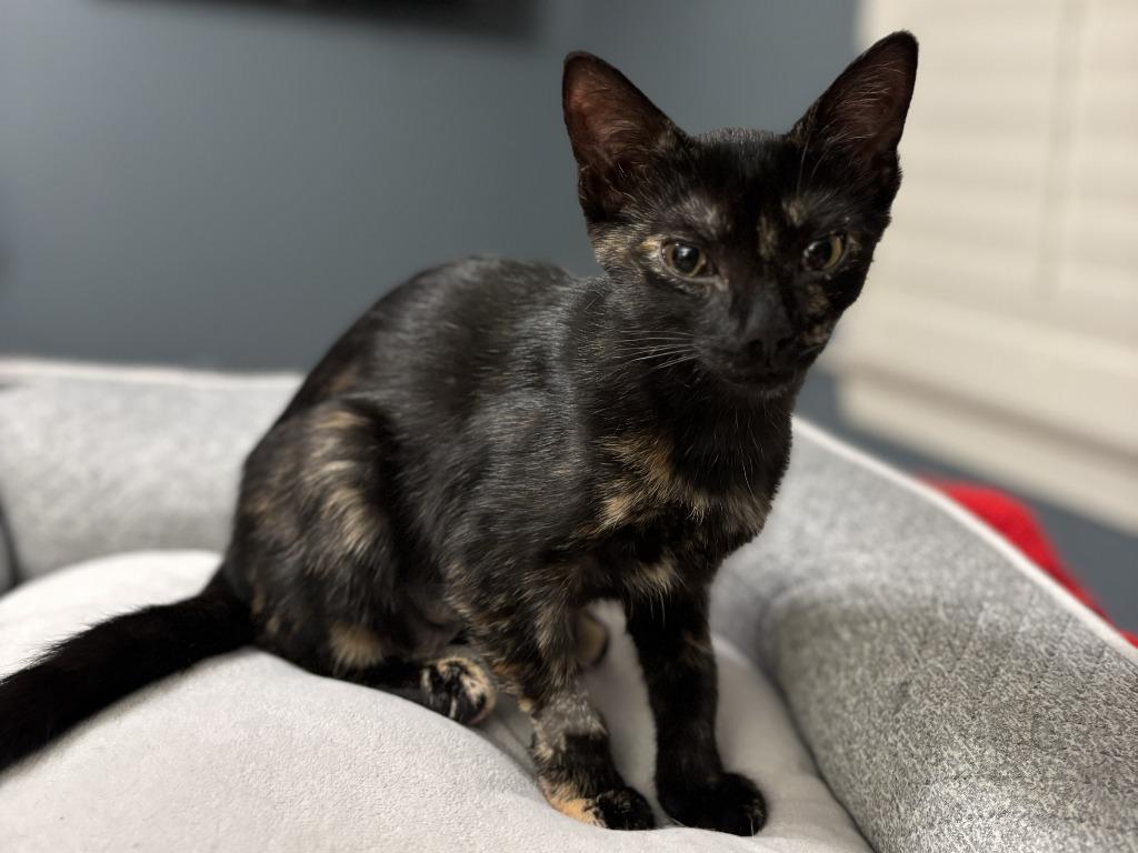 Enlarge Baby Spice, a Adopted mixed breed in Raleigh, NC image 3/5