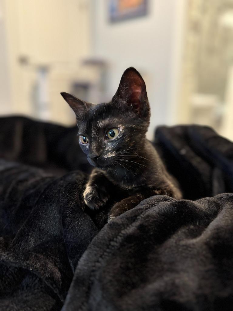 Enlarge Baby Spice, a Adopted mixed breed in Raleigh, NC image 4/5