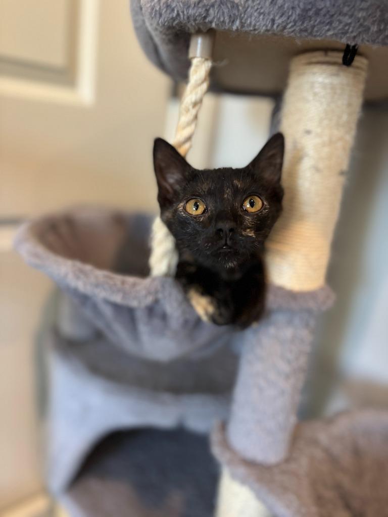 Enlarge Baby Spice, a Adopted mixed breed in Raleigh, NC image 5/5