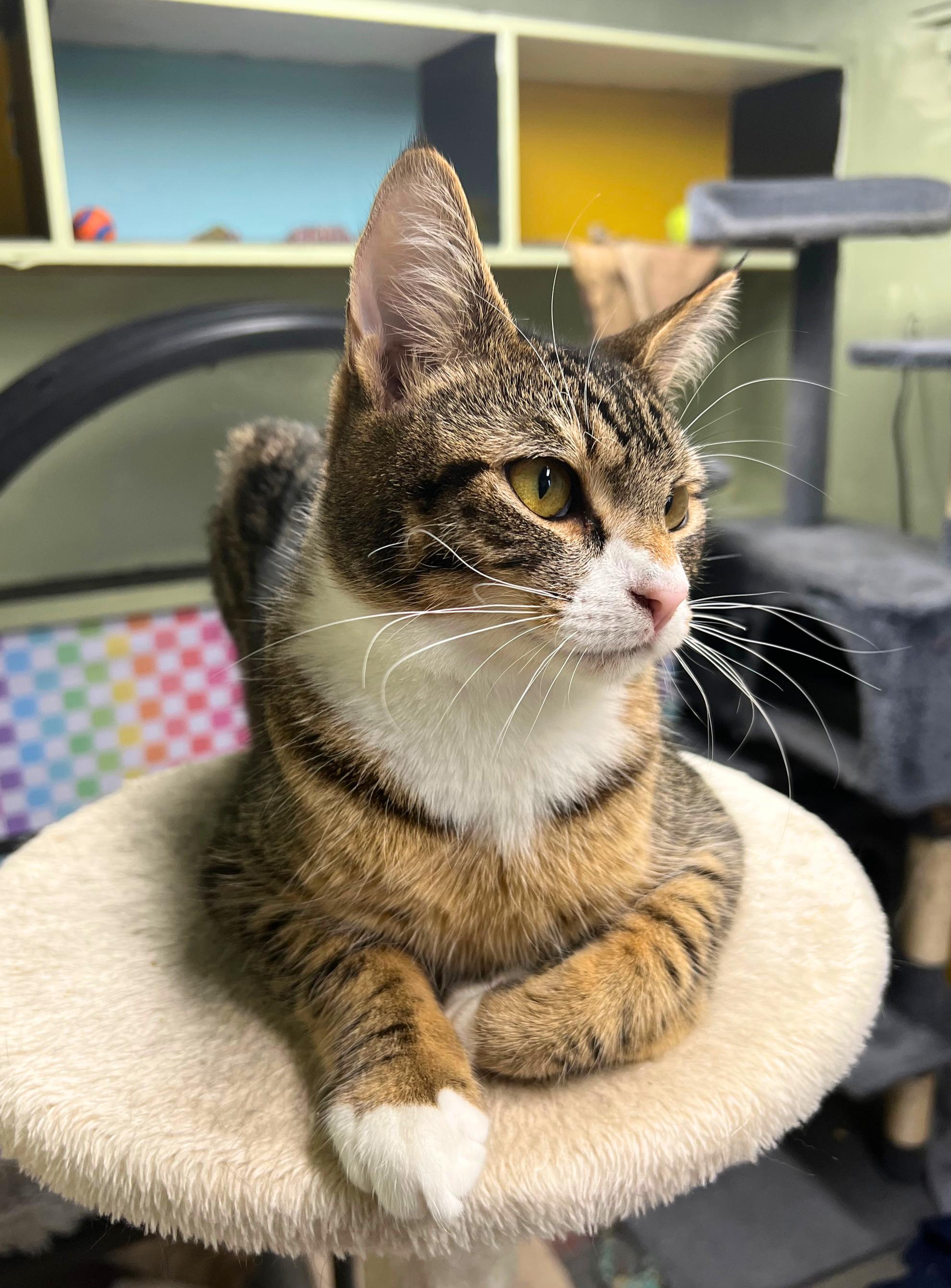 Woody the cool-and-loyal cowboy (Bonded pair- Jessie), adoptable, Young Male American Shorthair & Chausie.