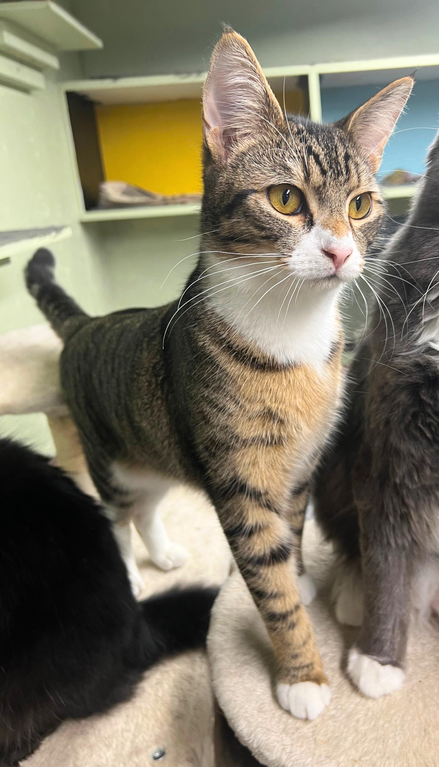 Woody the cool-and-loyal cowboy!, ADOPTABLE, Kitten Male American Shorthair & Chausie.