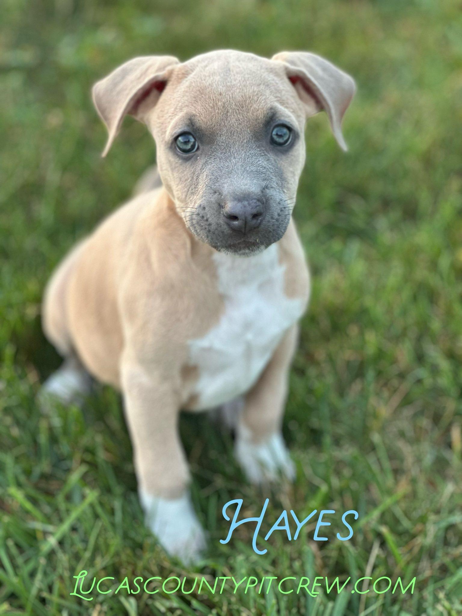 Hayes