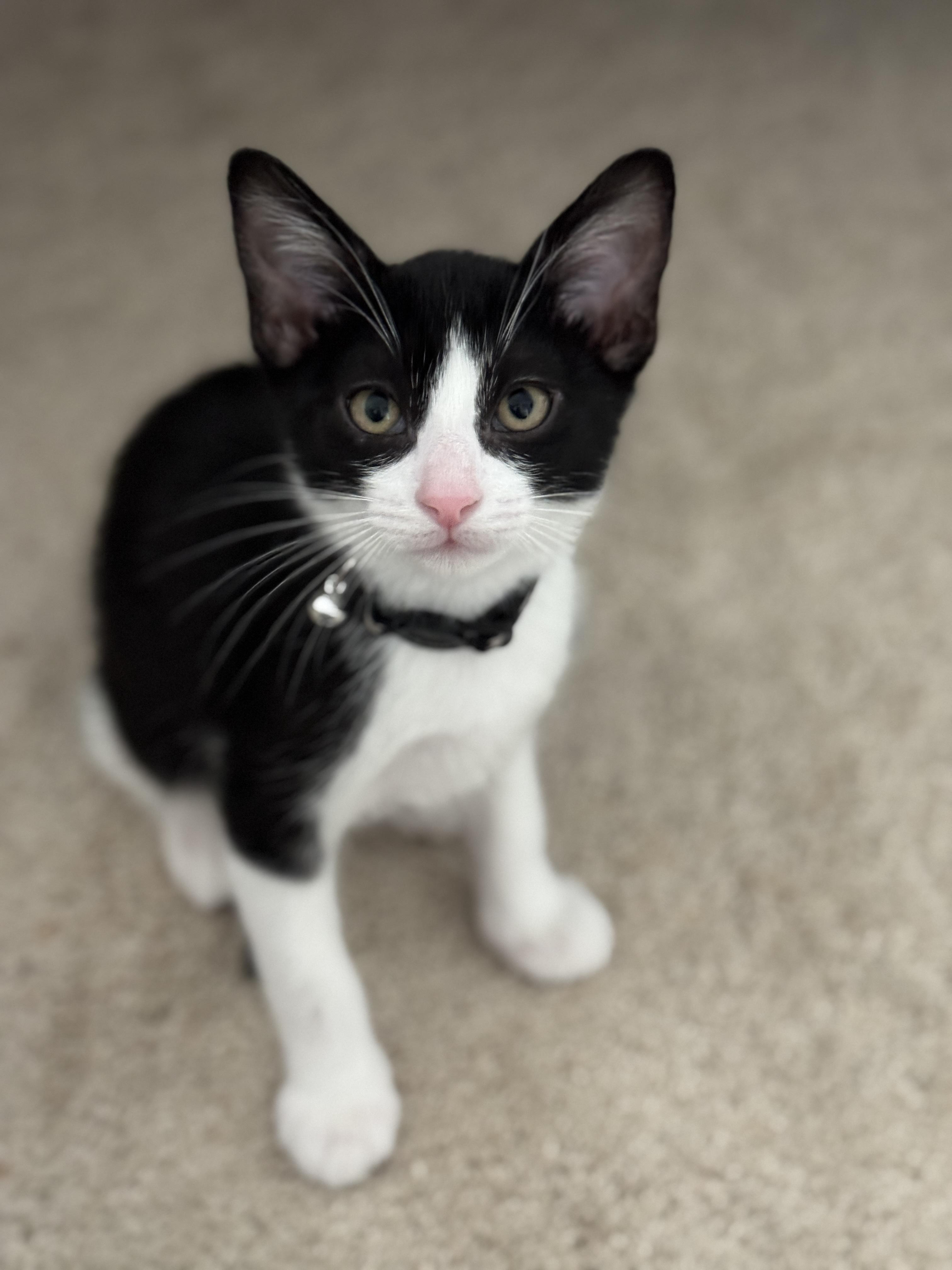 Luca, Baby Male Domestic Short Hair