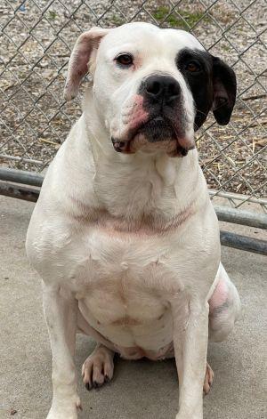 Enlarge Nofka, a Adopted mixed breed in Savannah, MO image 1/1