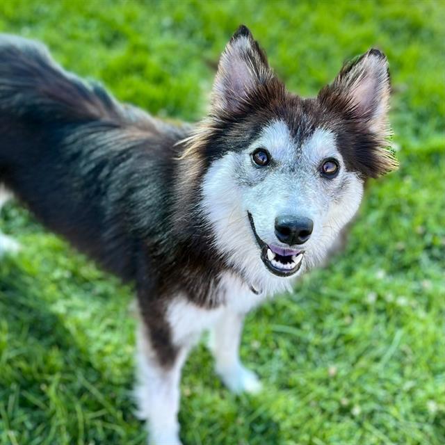 LOUISE, Adoptable, Young Female Husky.