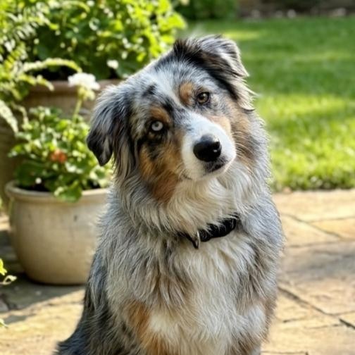 **BEYA**, Adoptable, Young Female Australian Shepherd.