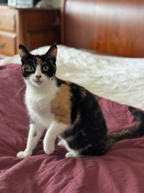 Enlarge Mei, an adopted Domestic Short Hair in Lodi, CA image 4/4