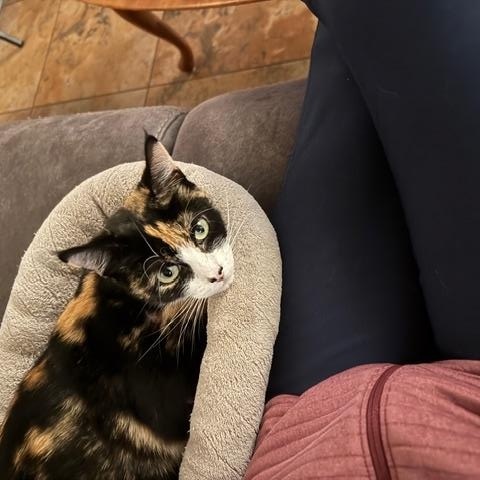 Mei, adopted, Young Female Domestic Short Hair.