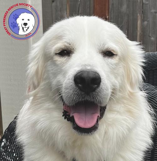 Teddy, Young Male Great Pyrenees