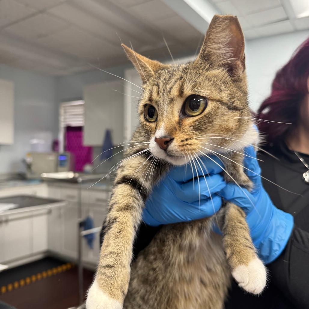 Oliver, a Adoptable Domestic Short Hair in Boston, MA image 1/3