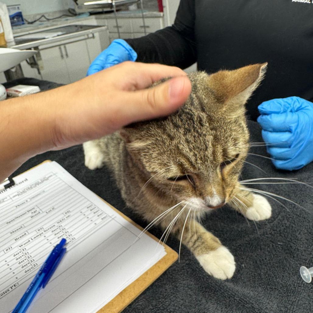 Oliver, a Adoptable Domestic Short Hair in Boston, MA image 2/3