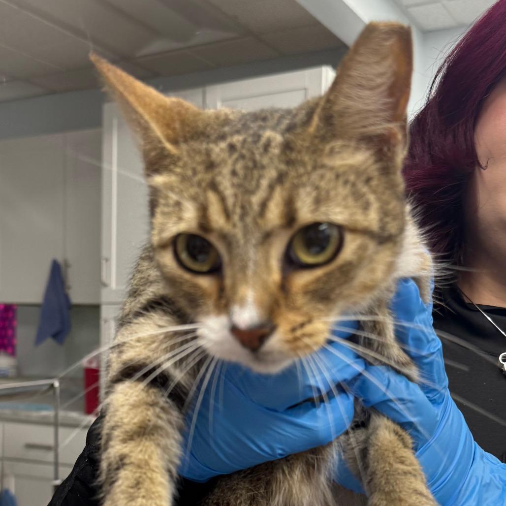 Oliver, a Adoptable Domestic Short Hair in Boston, MA image 3/3