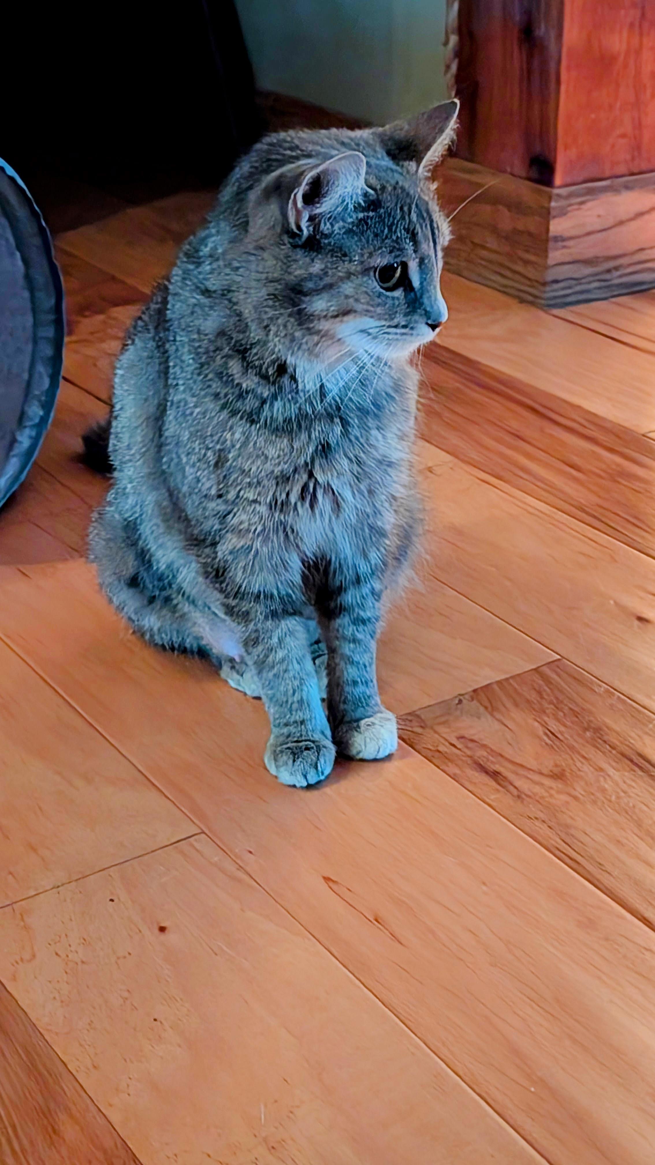Enlarge Goldilocks, an adopted Domestic Short Hair in Morgantown, WV image 1/3
