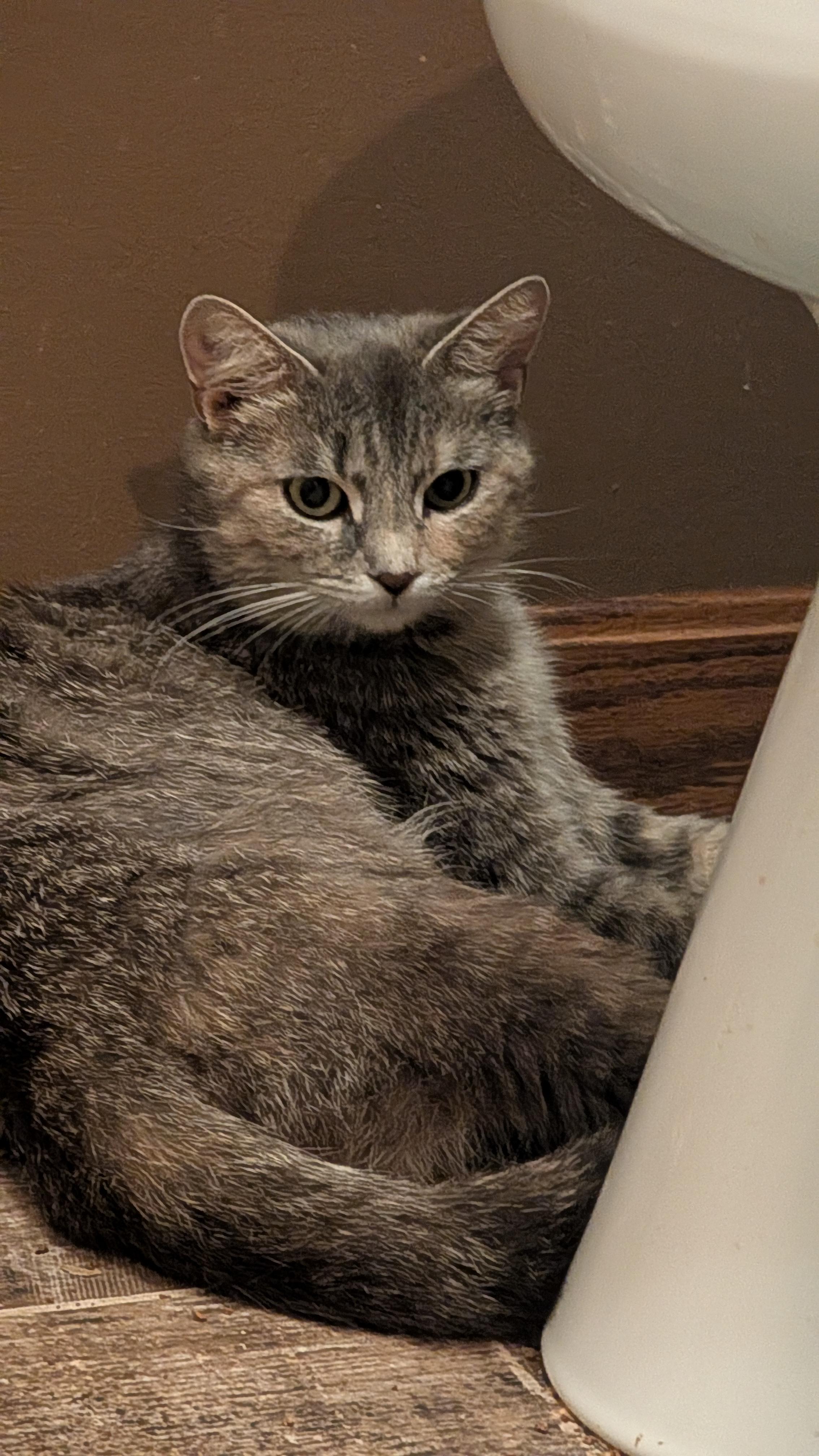 Enlarge Goldilocks, an adopted Domestic Short Hair in Morgantown, WV image 2/3