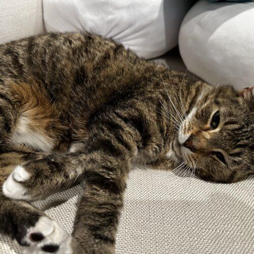 Enlarge Barley, a Adoptable mixed breed in Gaithersburg, MD image 1/6