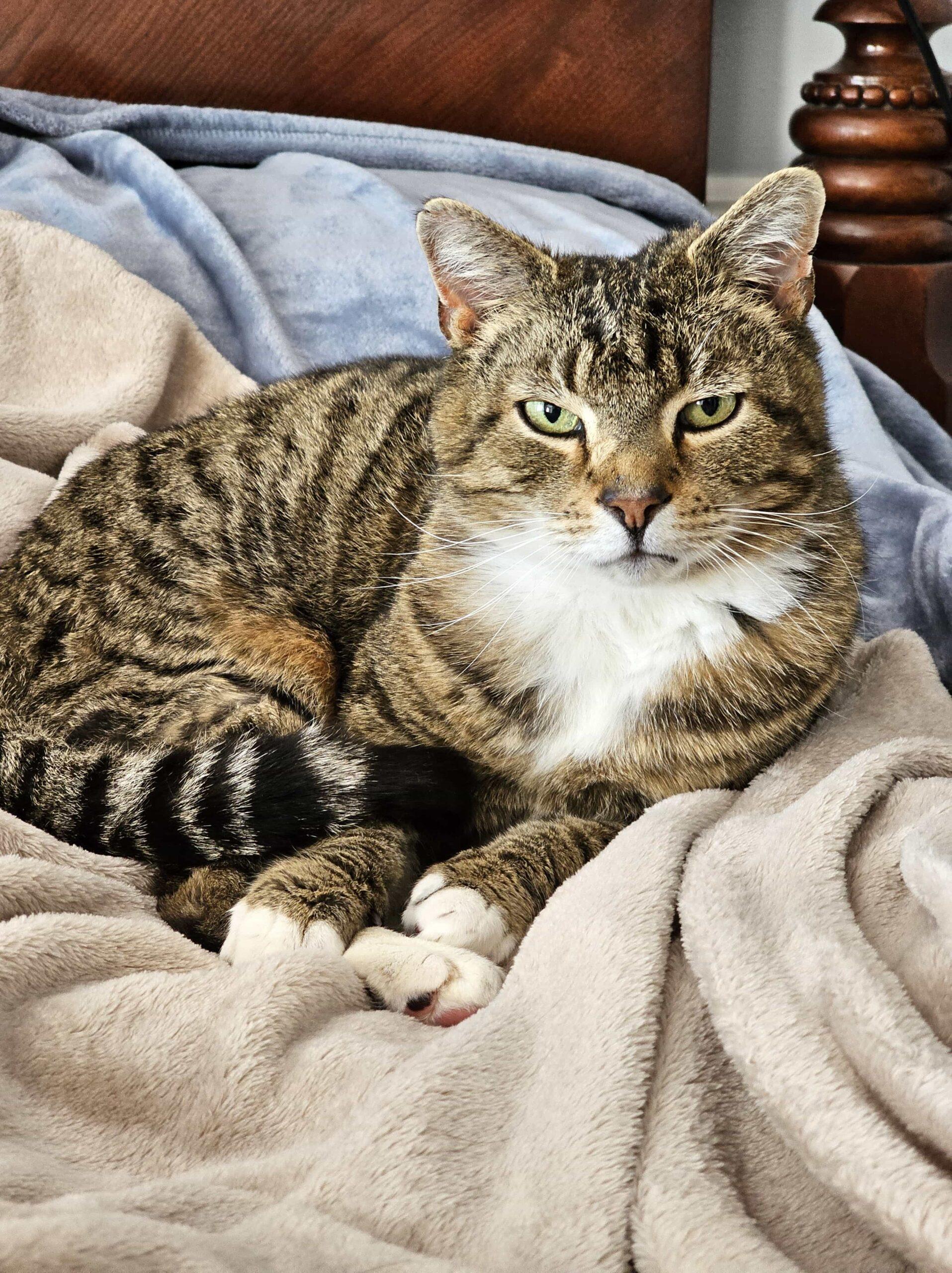 Enlarge Barley, a Adoptable mixed breed in Gaithersburg, MD image 2/6