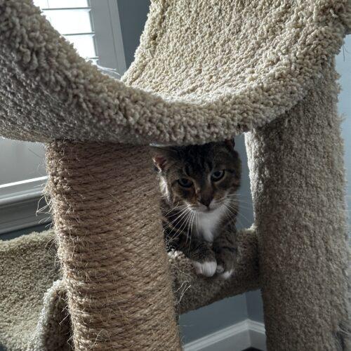 Enlarge Barley, a Adoptable mixed breed in Gaithersburg, MD image 3/6