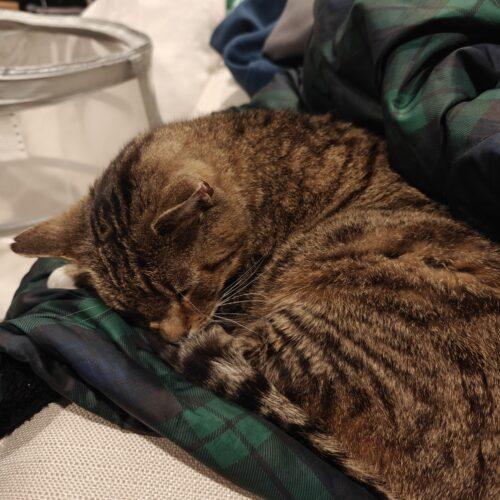 Enlarge Barley, a Adoptable mixed breed in Gaithersburg, MD image 4/6