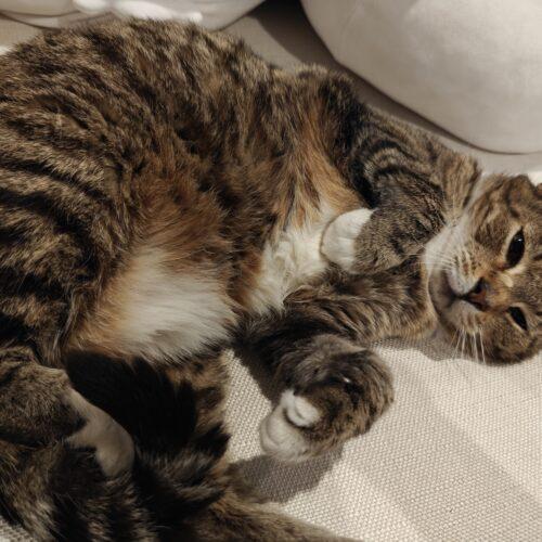 Enlarge Barley, a Adoptable mixed breed in Gaithersburg, MD image 5/6