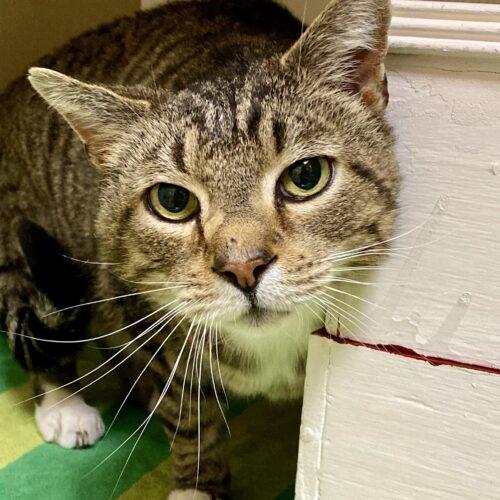 Enlarge Barley, a Adoptable mixed breed in Gaithersburg, MD image 6/6