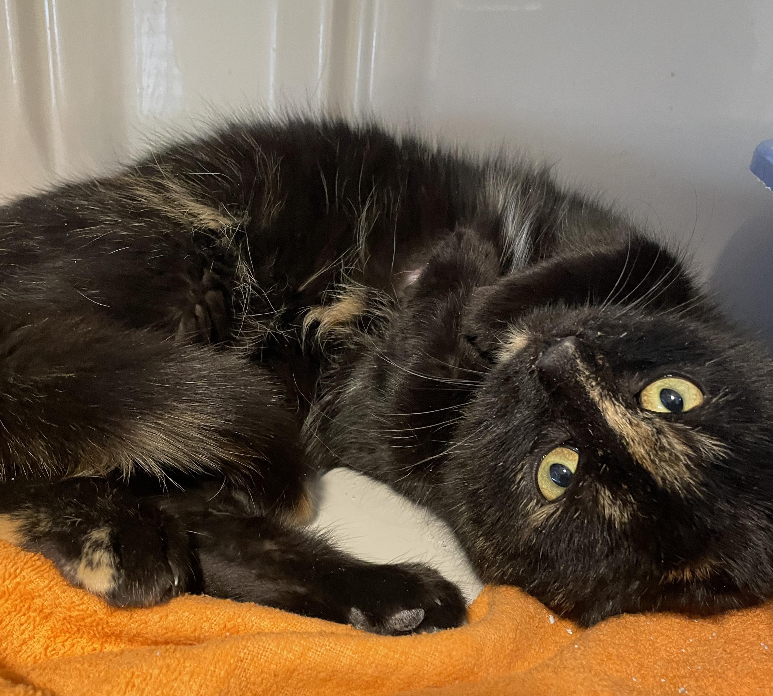 Nutella, Baby Female Domestic Short Hair