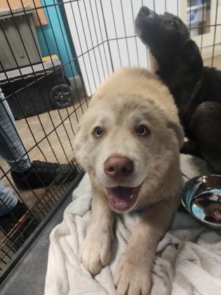 Enlarge Lemon, a Adoptable mixed breed in LaGrange, GA image 1/3