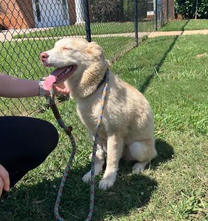 Enlarge Lemon, a Adoptable mixed breed in LaGrange, GA image 3/3