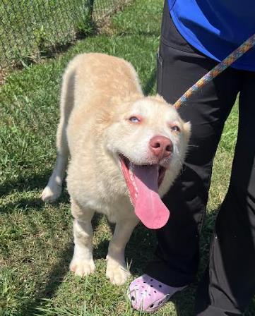 Enlarge Lemon, a Adoptable mixed breed in LaGrange, GA image 3/3
