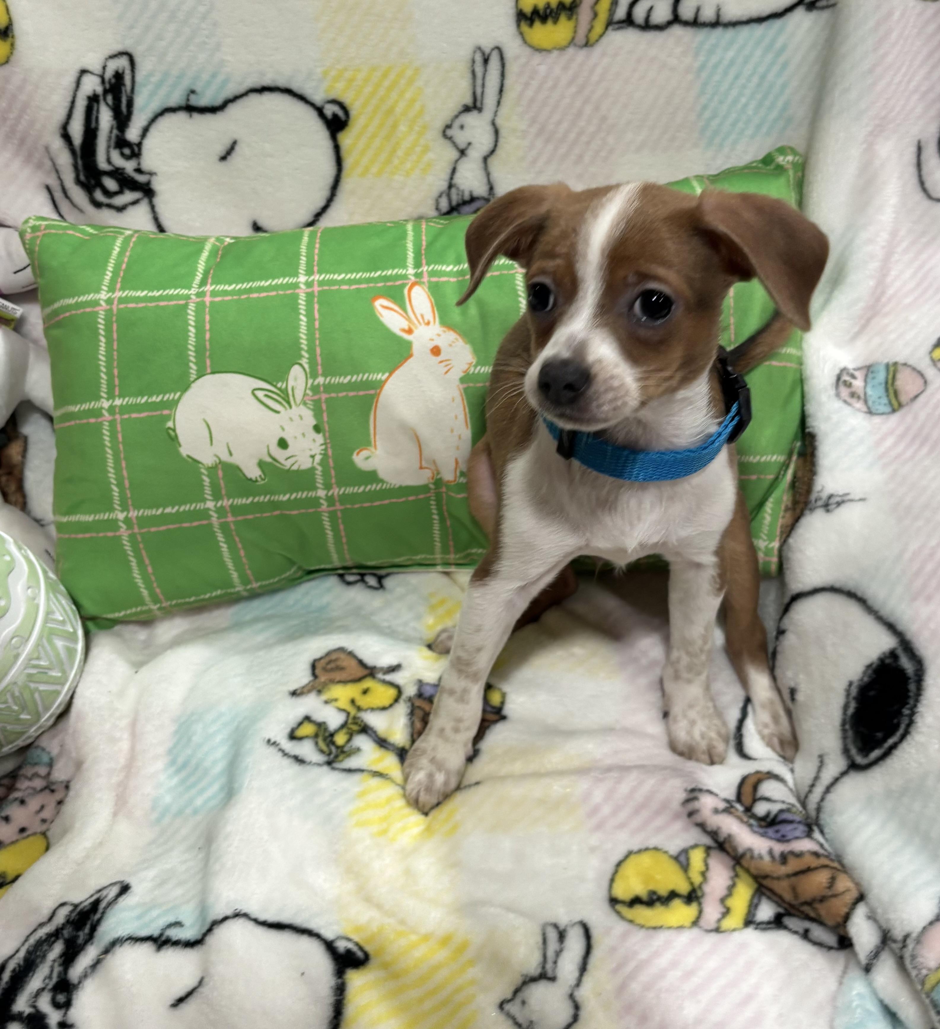 Enlarge Mario, an adopted mixed breed in Foster, OR image 6/6