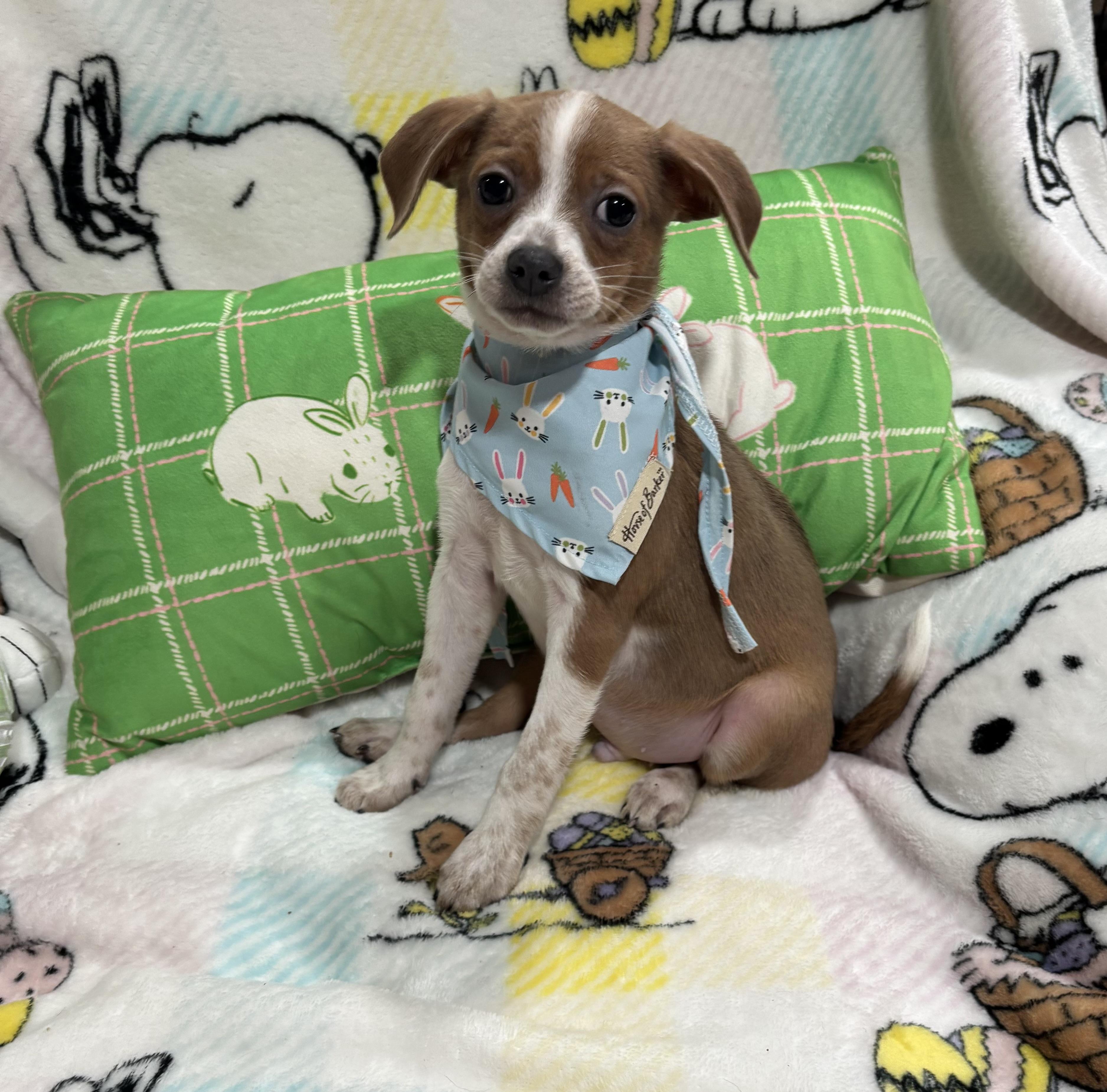 Enlarge Mario, an adopted mixed breed in Foster, OR image 3/6