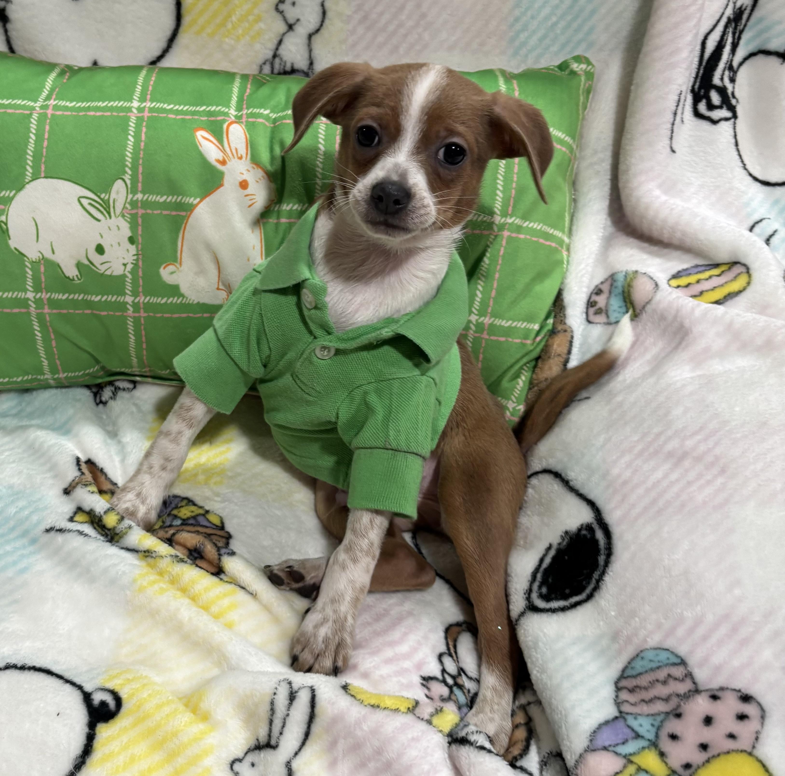 Enlarge Mario, an adopted mixed breed in Foster, OR image 5/6