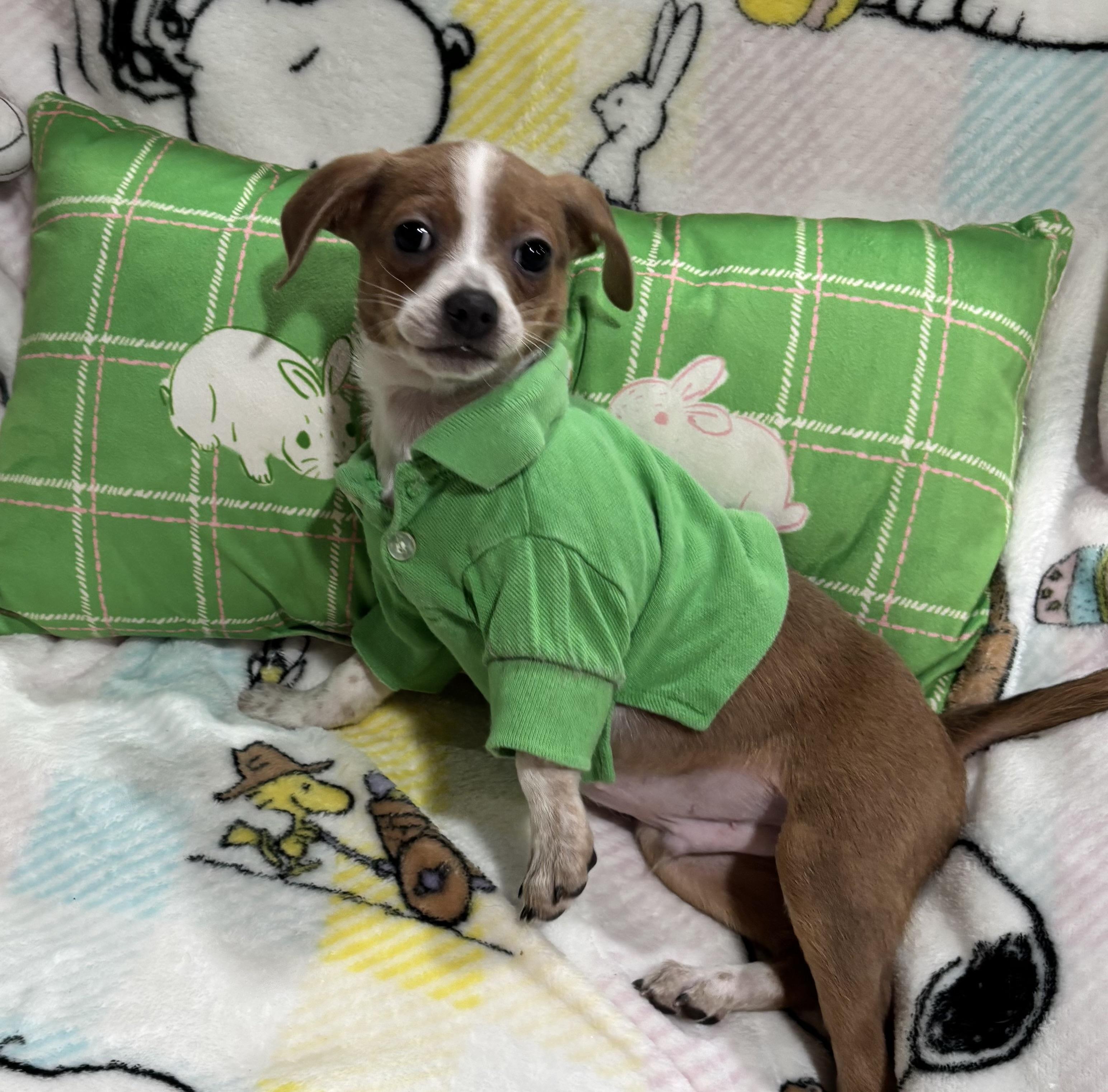 Enlarge Mario, an adopted mixed breed in Foster, OR image 4/6