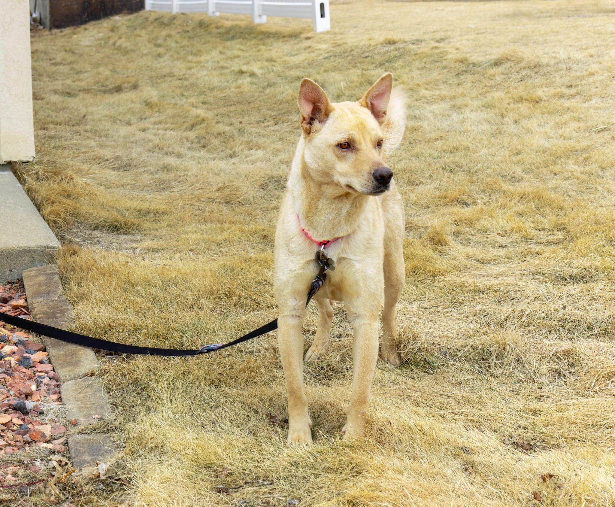 Enlarge Phoebe, an adopted mixed breed in Pierre, SD image 2/4