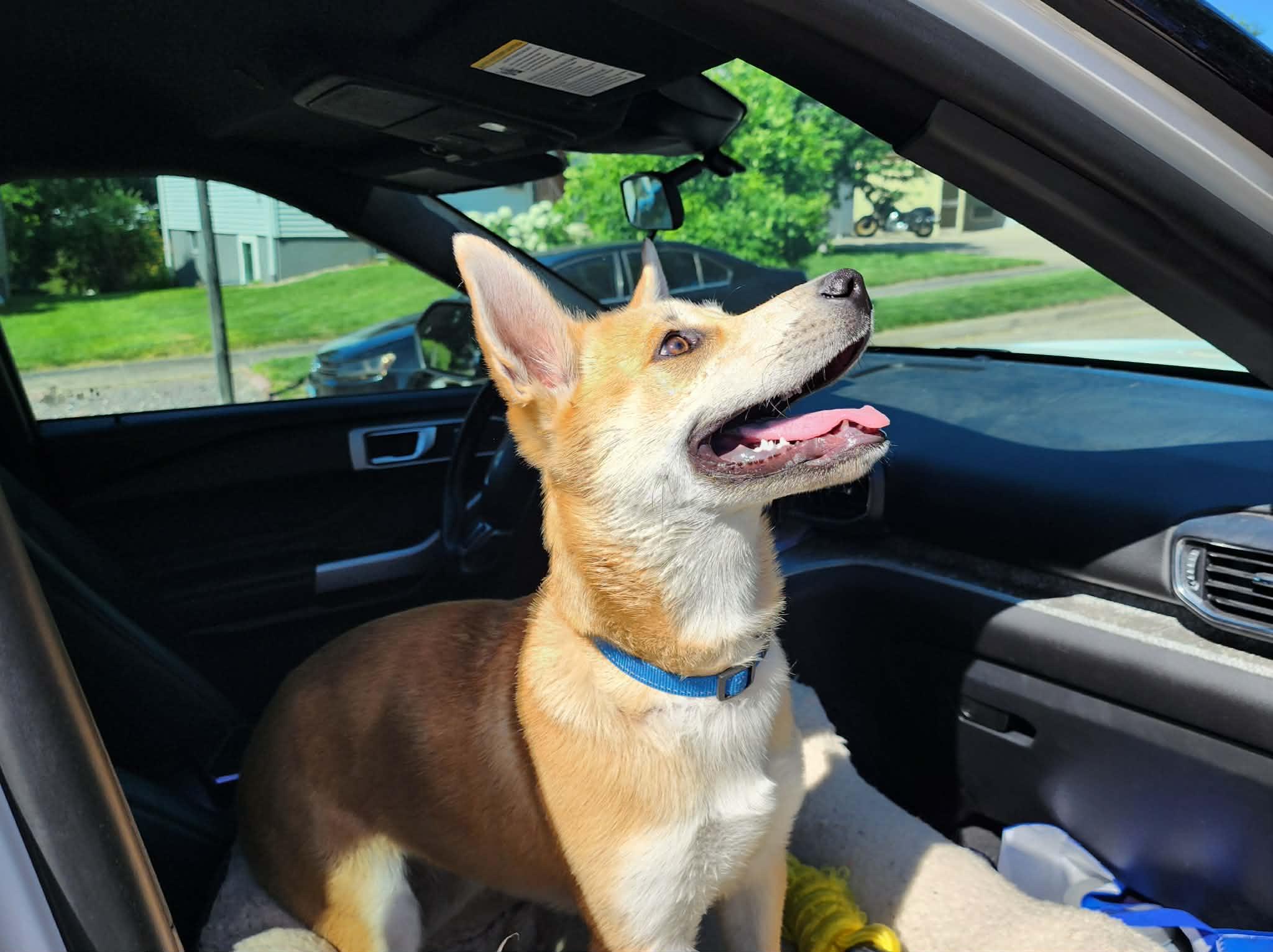 Enlarge Phoebe, an adopted mixed breed in Pierre, SD image 4/4