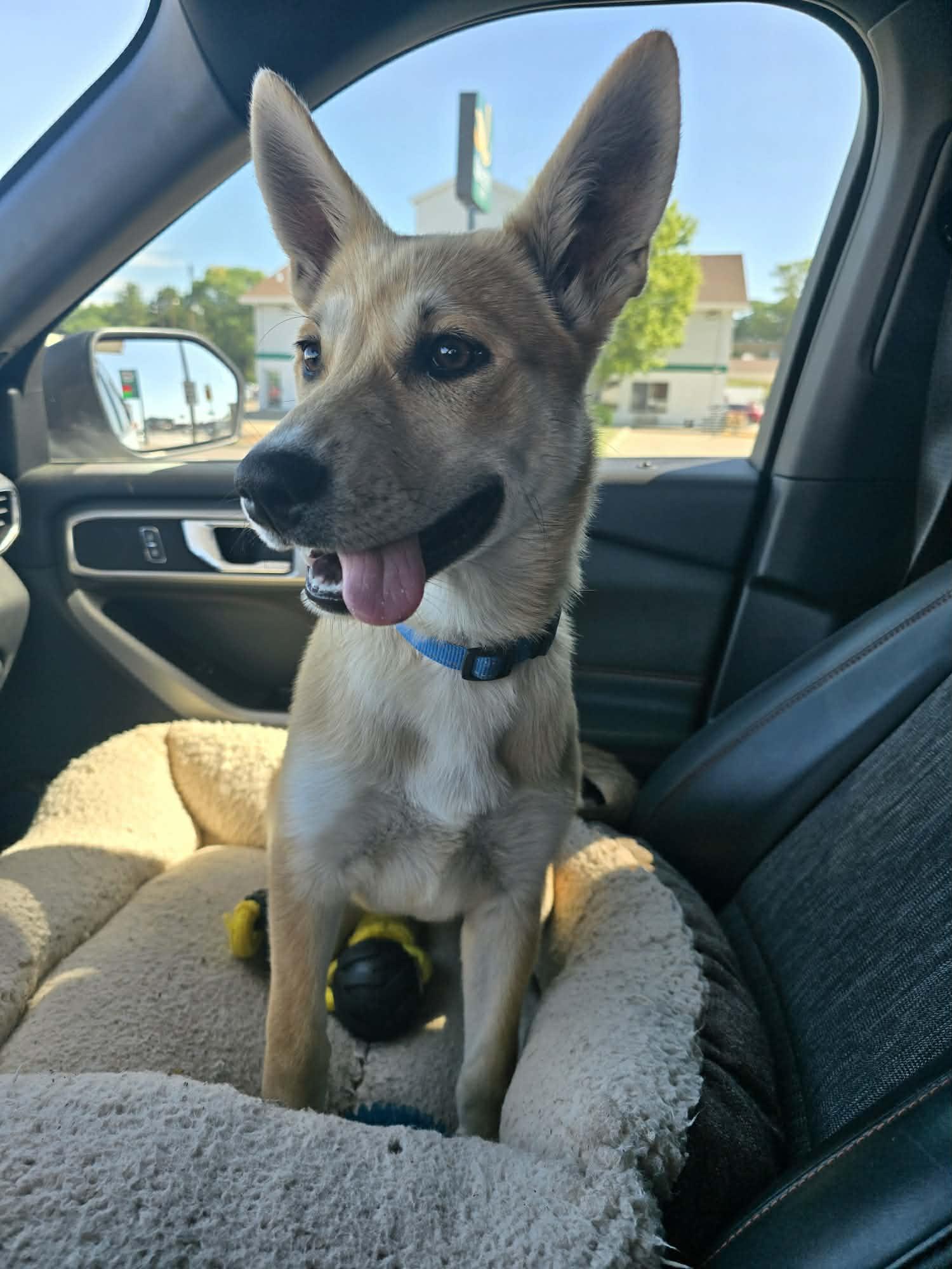 Phoebe, adopted, Young Female German Shepherd Dog & Siberian Husky.