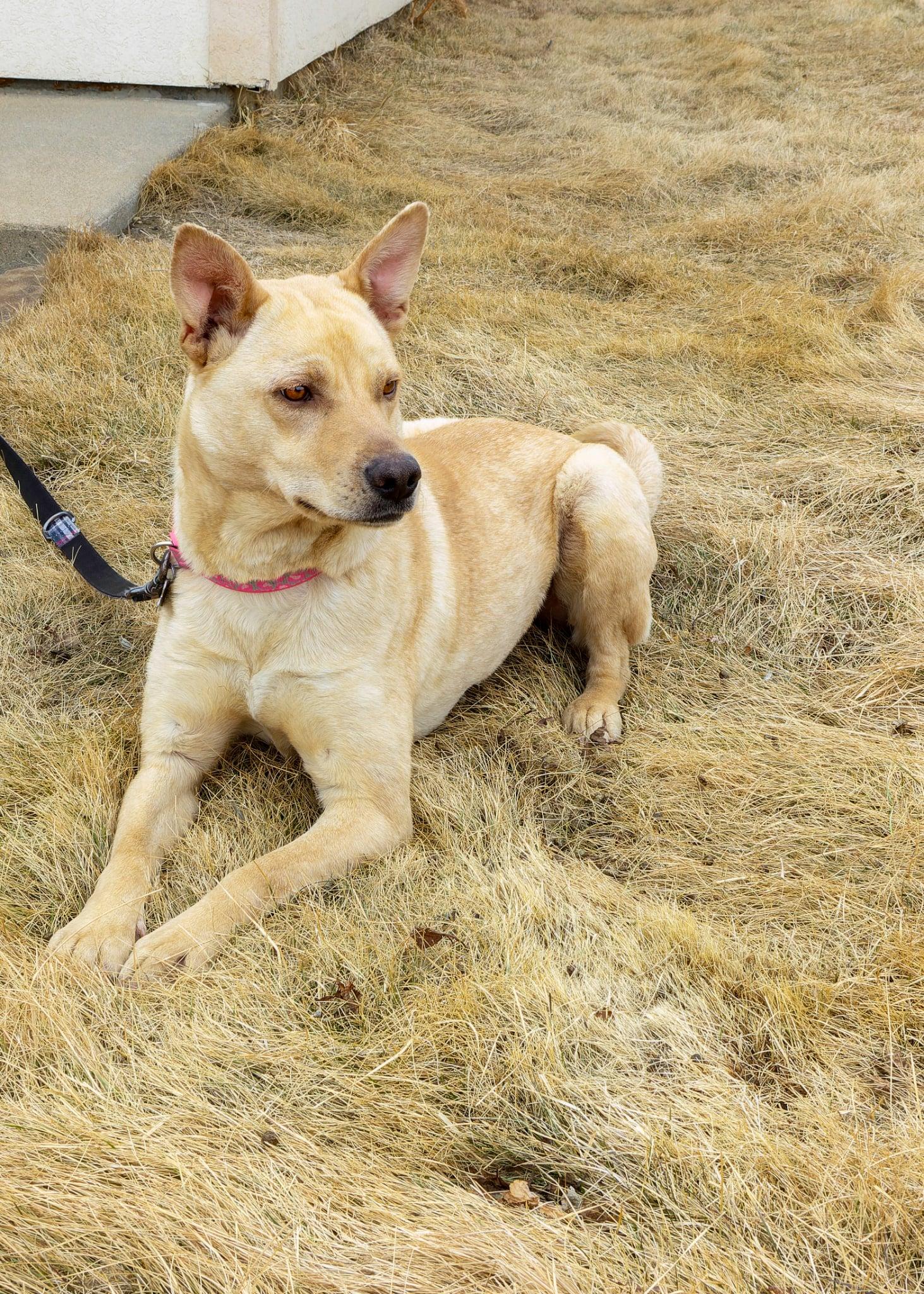 Enlarge Phoebe, an adopted mixed breed in Pierre, SD image 3/4
