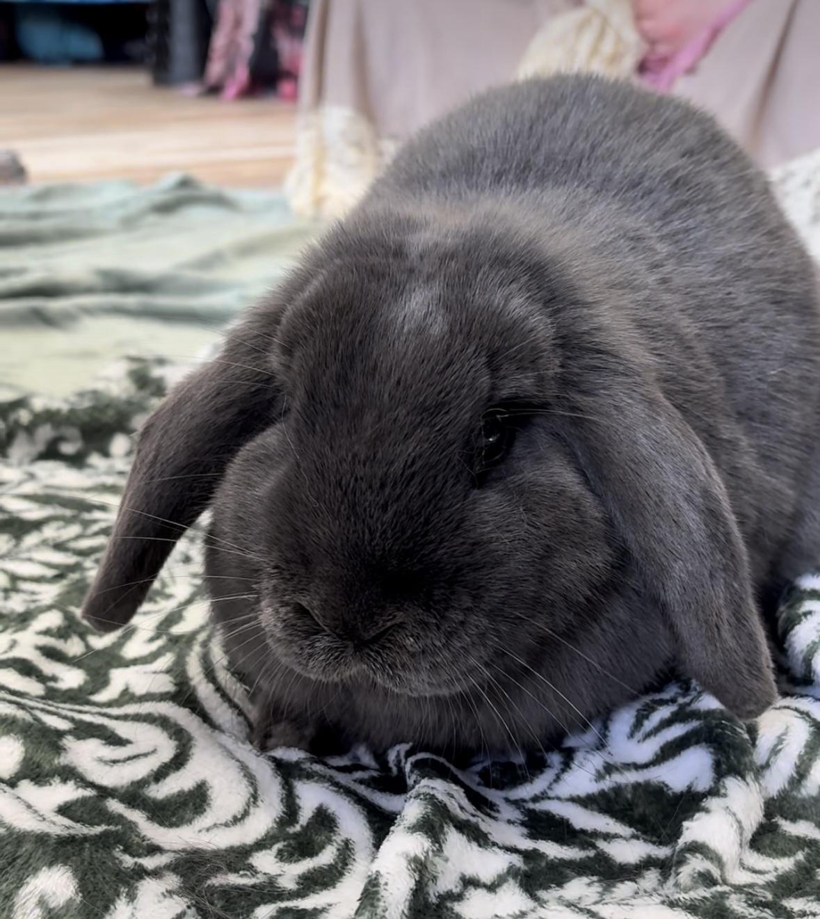 Enlarge Lala, an adoptable Holland Lop in Eugene, OR image 1/1