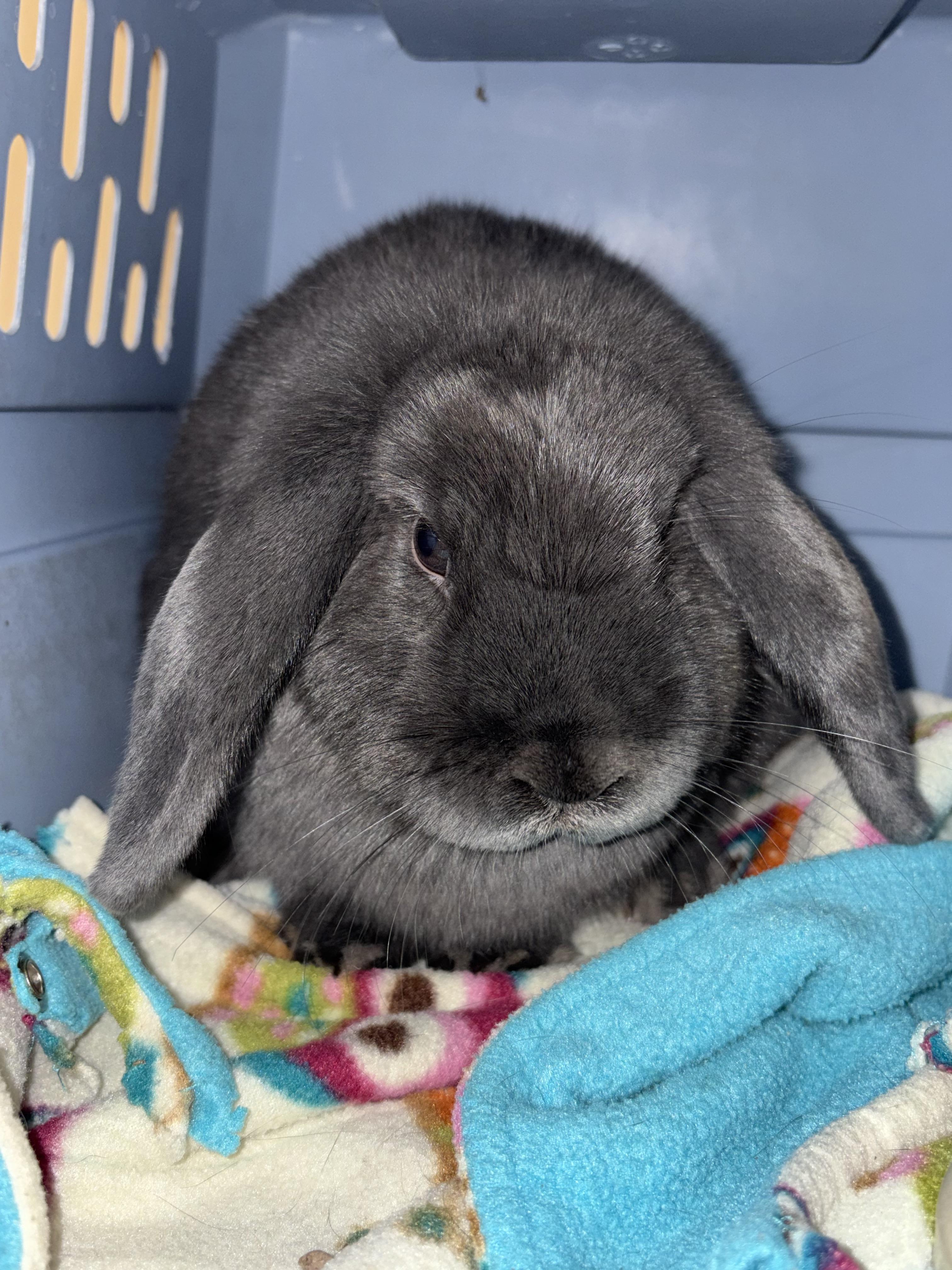 Enlarge Lala, a Adoptable Holland Lop in Eugene, OR image 1/2