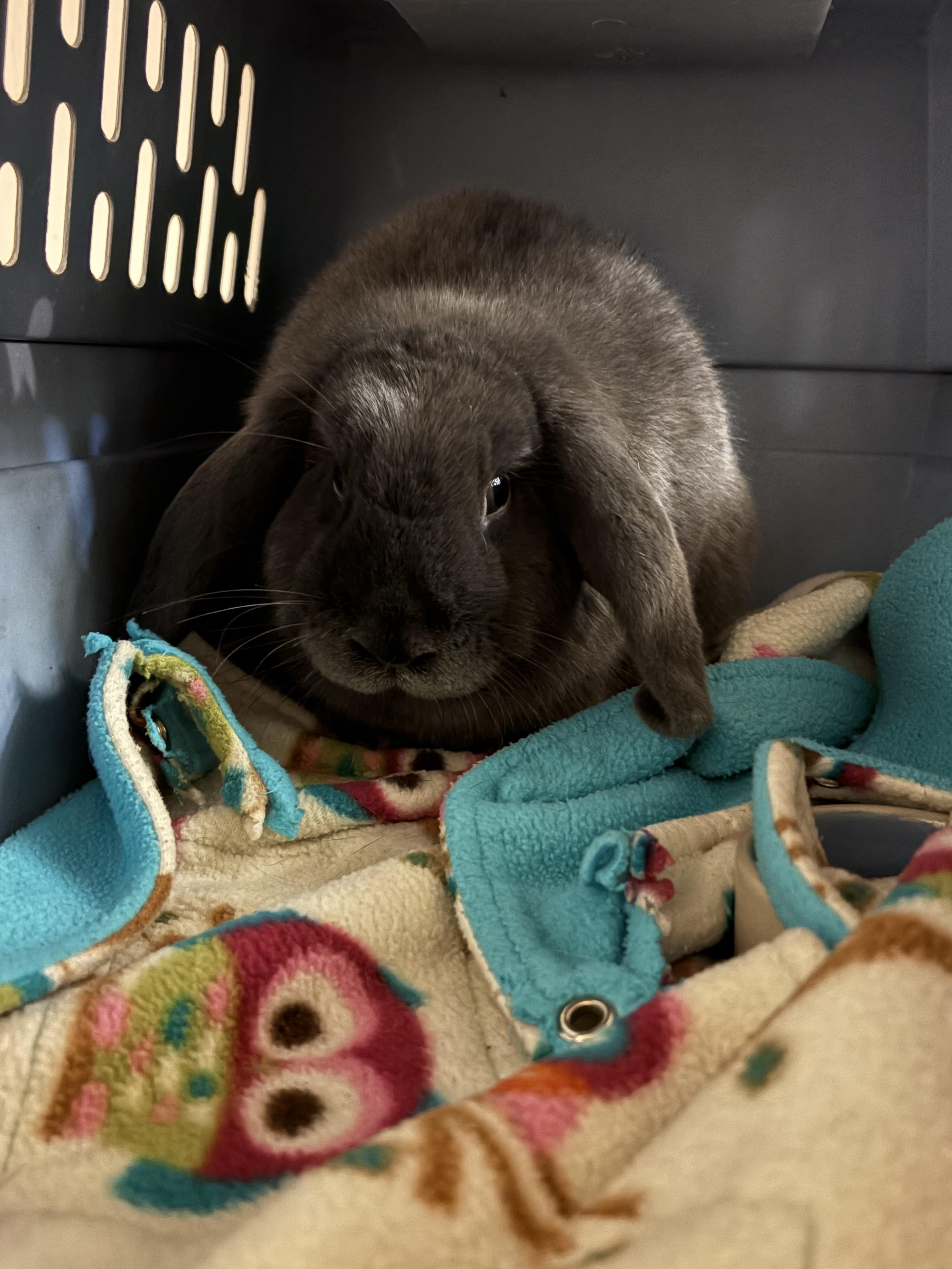Enlarge Lala, a Adoptable Holland Lop in Eugene, OR image 2/2