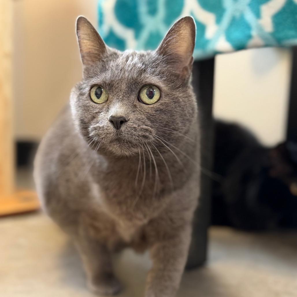 Enlarge Emma, a Adoptable Domestic Short Hair in Cody, WY image 1/2