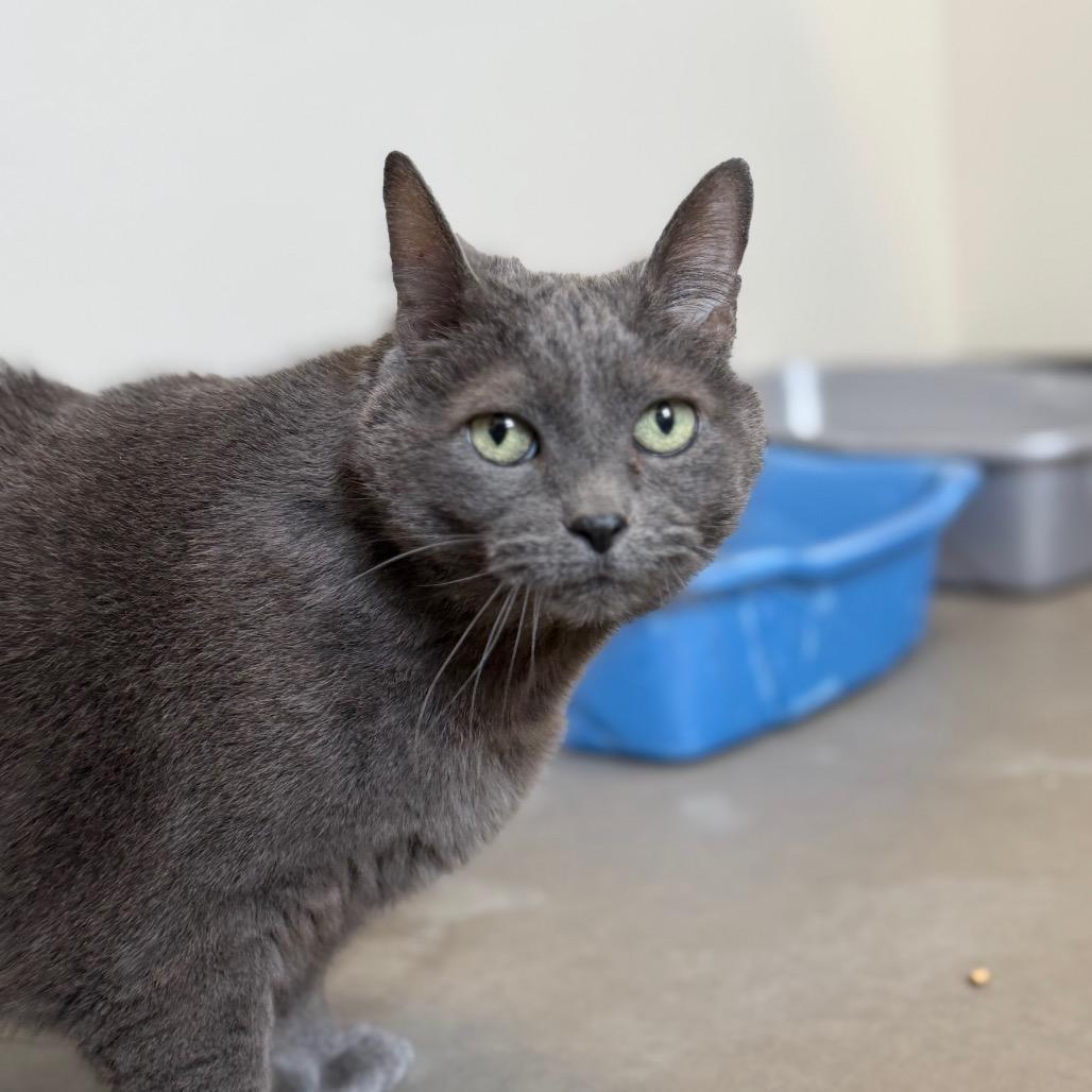 Enlarge Emma, a Adoptable Domestic Short Hair in Cody, WY image 2/2