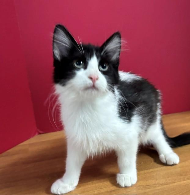 Enlarge Grapefruit, an adopted Domestic Short Hair in Hawk Point, MO image 3/4