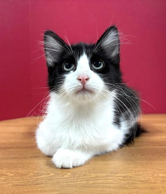 Enlarge Grapefruit, an adopted Domestic Short Hair in Hawk Point, MO image 2/4