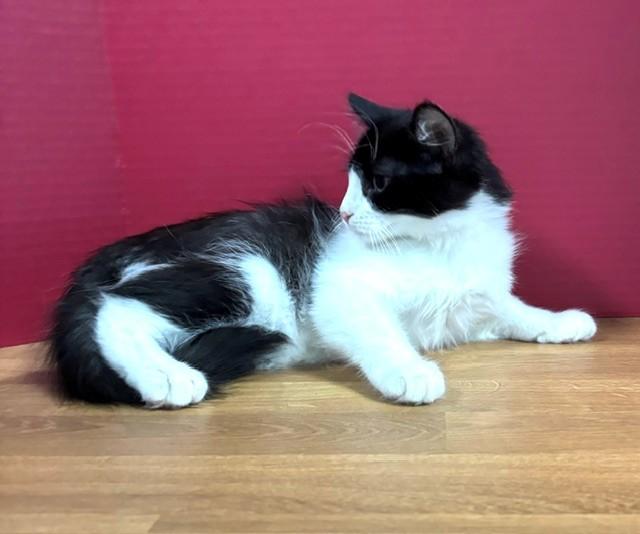 Enlarge Grapefruit, an adopted Domestic Short Hair in Hawk Point, MO image 1/4