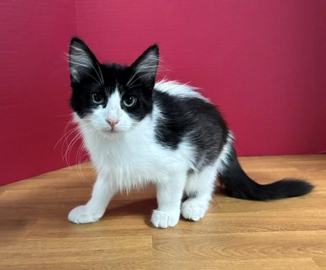 Enlarge Grapefruit, an adopted Domestic Short Hair in Hawk Point, MO image 4/4