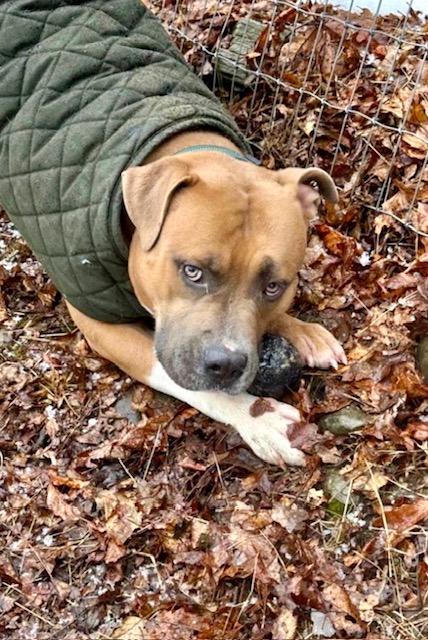 Enlarge Chase, a Adoptable mixed breed in Far Rockaway, NY image 1/3