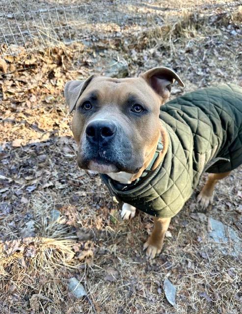 Enlarge Chase, a Adoptable mixed breed in Far Rockaway, NY image 2/3