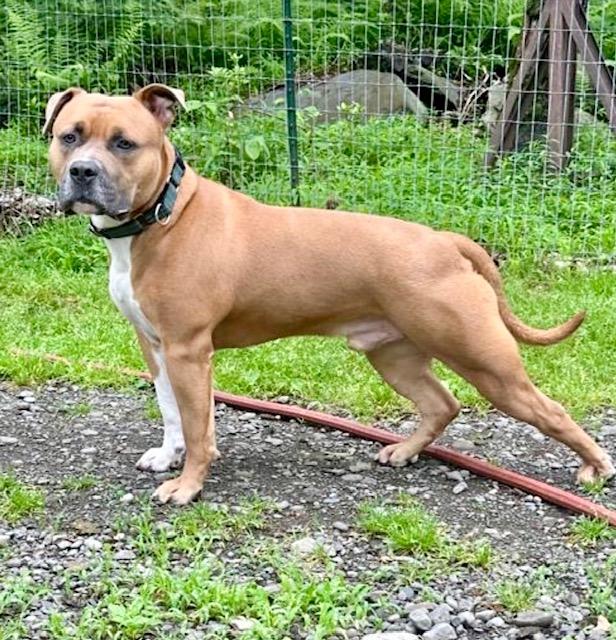 Enlarge Chase, a Adoptable mixed breed in Far Rockaway, NY image 3/3