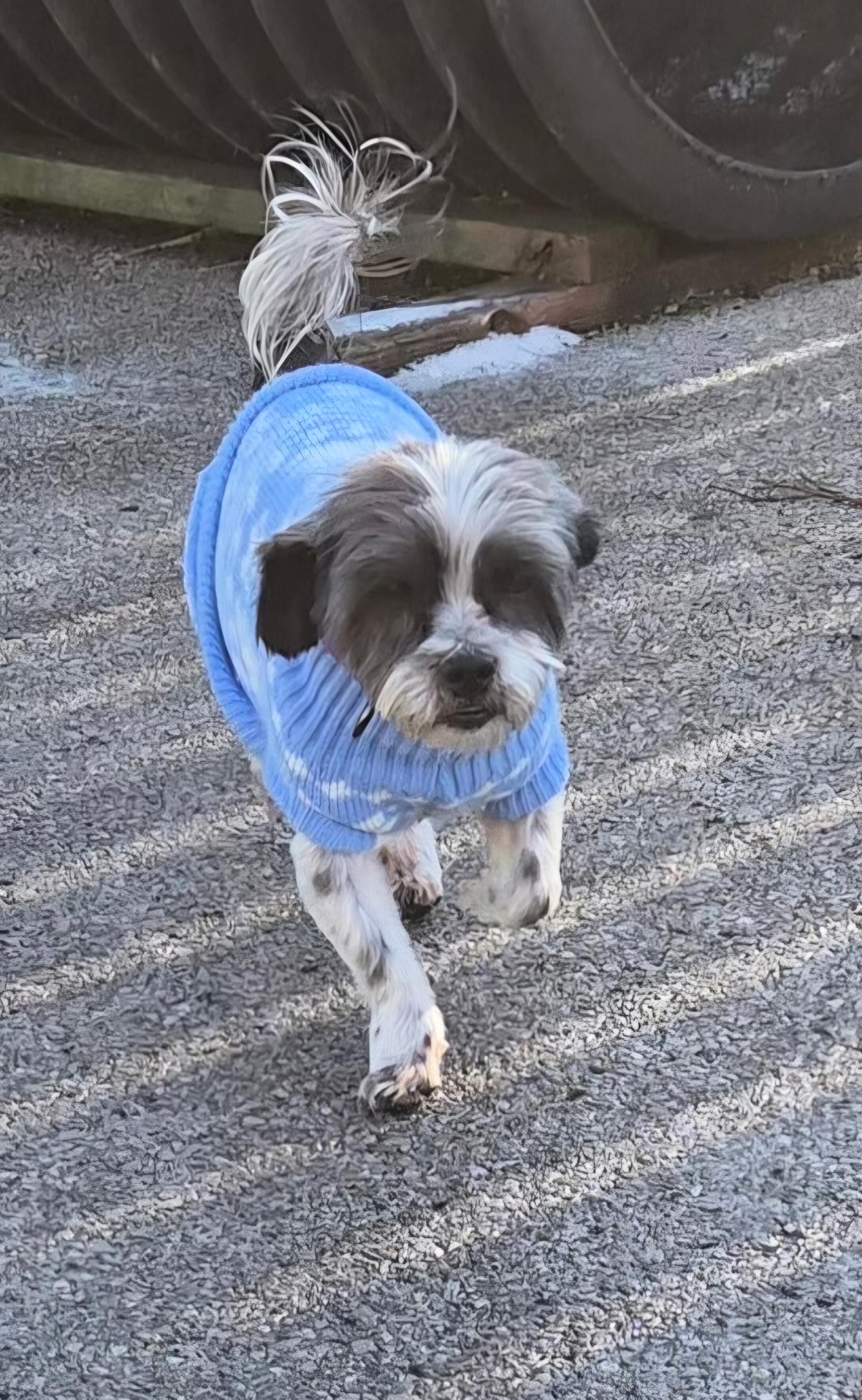 Enlarge Roger "Rocky", an adopted Shih Tzu in Lexington, KY image 3/3