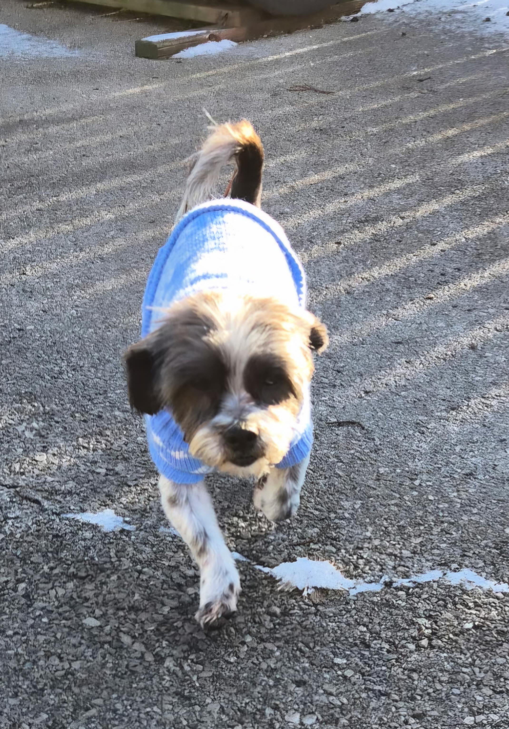 Enlarge Roger "Rocky", an adopted Shih Tzu in Lexington, KY image 1/3